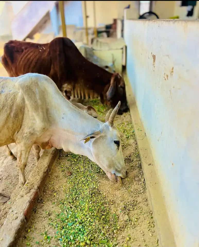 Cattle receiving fodder and daily care at a shelter