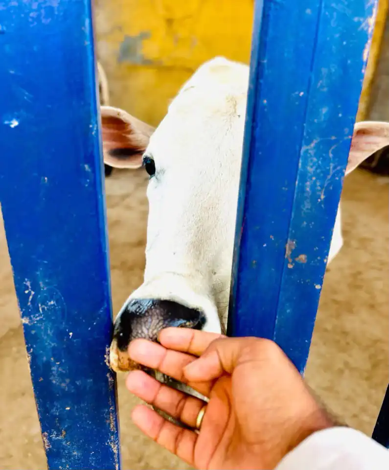 A caregiver offering food to a cow