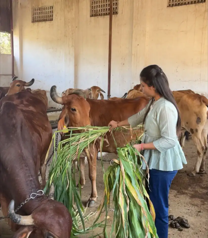 A rescued cow receiving gentle attention
