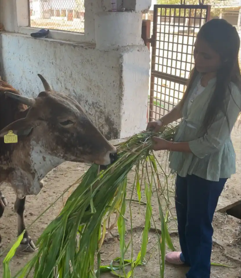 Cattle receiving fresh fodder during a care activity